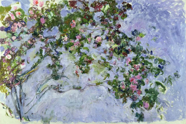 The Roses, 1925-26 