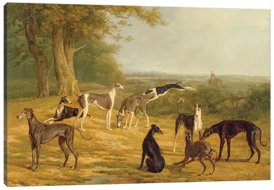 Nine Greyhounds in a Landscape  Canvas Art Print - Greyhound Art