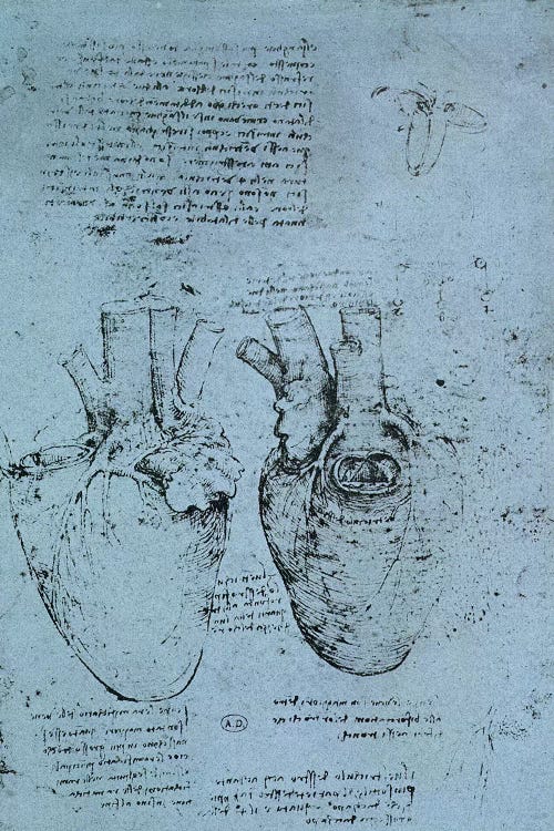 The Heart, facsimile of the Windsor book  by Leonardo da Vinci wall art