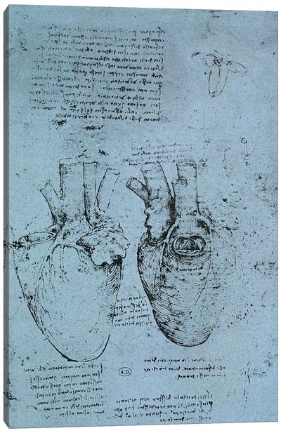 The Heart, facsimile of the Windsor book  Canvas Art Print - Leonardo da Vinci