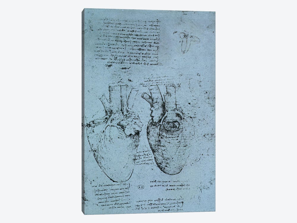 The Heart, facsimile of the Windsor book  by Leonardo da Vinci 1-piece Art Print