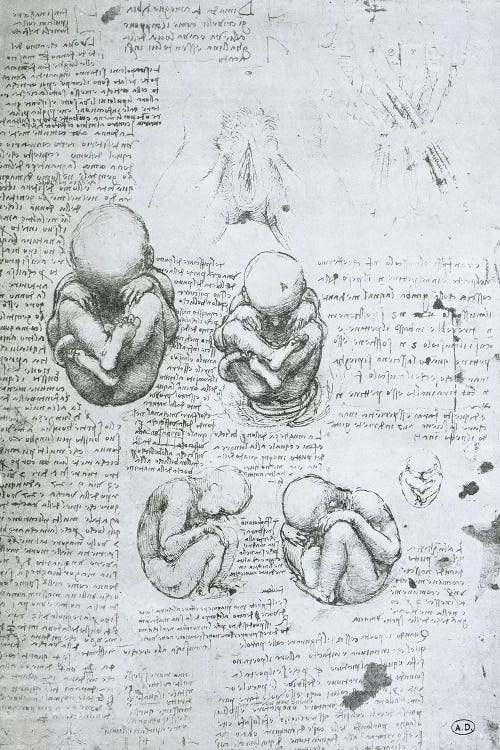 Five Views of a Foetus in the Womb, facsimile copy  by Leonardo da Vinci wall art