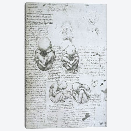 Five Views of a Foetus in the Womb, facsimile copy  Canvas Print #BMN2241} by Leonardo da Vinci Canvas Art