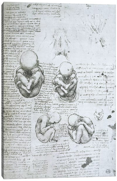 Five Views of a Foetus in the Womb, facsimile copy  Canvas Art Print - Anatomy Art