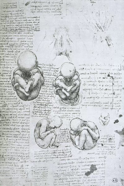 Renaissance: Five Views of a Foetus in the Womb, facsimile copy  by Leonardo da Vinci