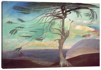 The Solitary Cedar, 1907  Canvas Art Print