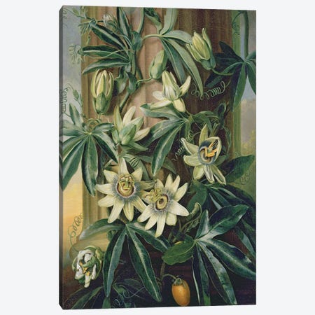 Blue Passion Flower for the 'Temple of Flora' by Robert Thornton, 1800  Canvas Print #BMN2305} by Philip Reinagle Canvas Art