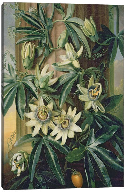 Blue Passion Flower for the 'Temple of Flora' by Robert Thornton, 1800  Canvas Art Print