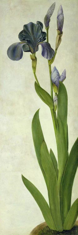 An Iris 