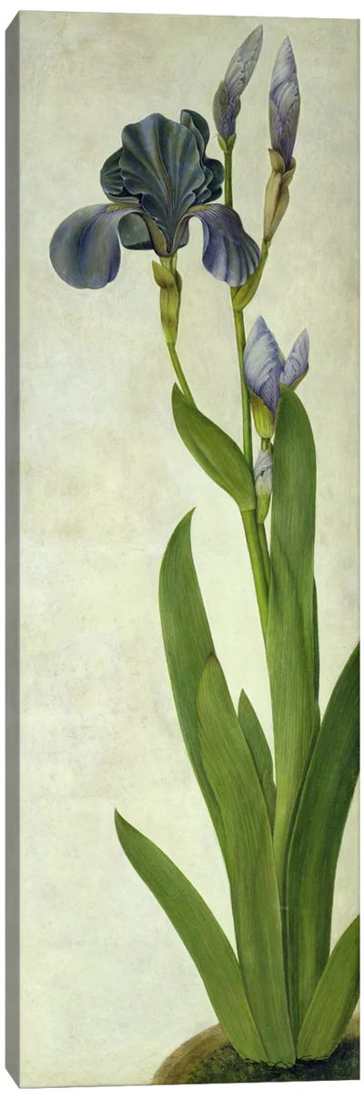 An Iris  Canvas Art Print - Renaissance Art