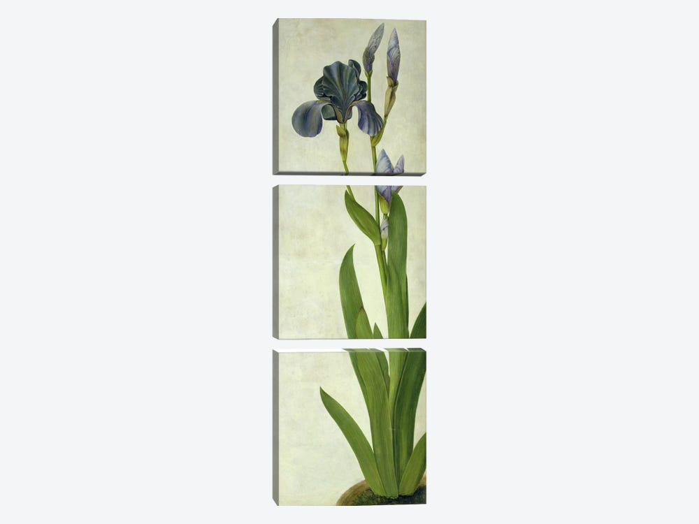 An Iris  3-piece Art Print