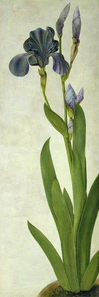 Albrecht Dürer: An Iris  by Albrecht Dürer