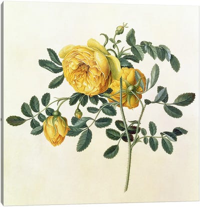 Rosa hemispherica, 18th century Canvas Art Print - Botanical Illustrations
