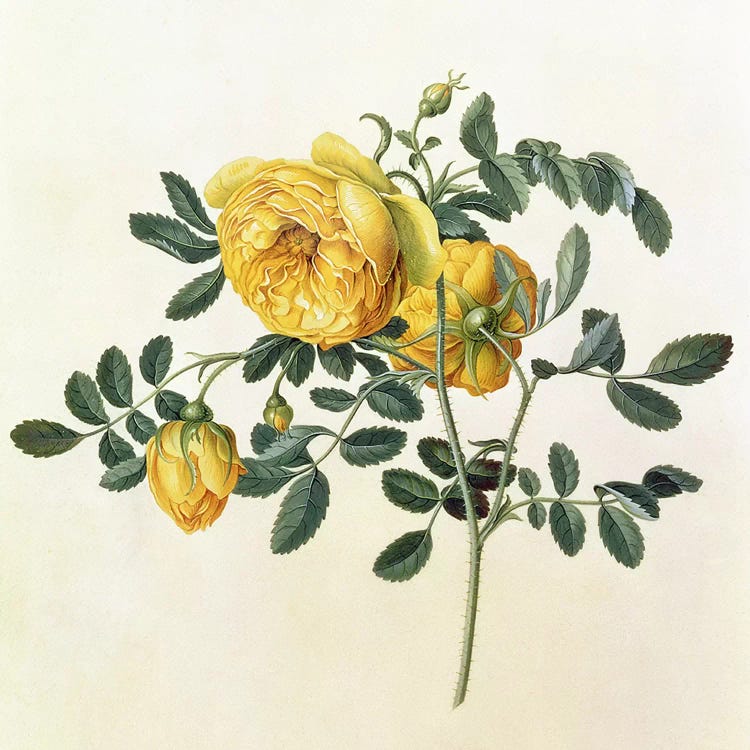 Rosa hemispherica, 18th century