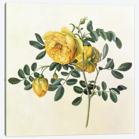 Rosa hemispherica, 18th century Canvas Print #BMN236} by Georg Dionysius Ehret Canvas Artwork