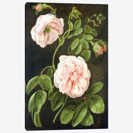 Flower Study  Canvas Print #BMN2377} by Johann Friedrich August Tischbein Canvas Print