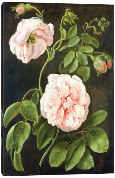 Flower Study  Canvas Art Print