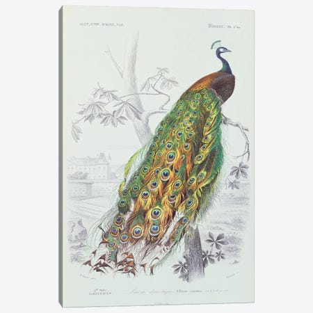 The Peacock (Illustration From Dictionnaire Universel d'Histoire Naturelle) Canvas Print #BMN2396} by Edouard Travies Canvas Art Print