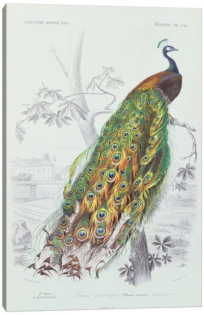 The Peacock (Illustration From Dictionnaire Universel d'Histoire Naturelle) Canvas Art Print