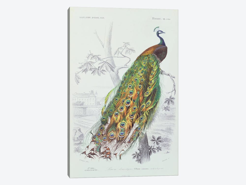 The Peacock (Illustration From Dictionnaire Universel d'Histoire Naturelle) by Edouard Travies 1-piece Canvas Wall Art
