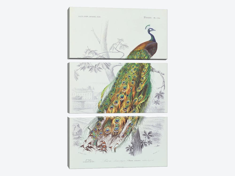 The Peacock (Illustration From Dictionnaire Universel d'Histoire Naturelle) by Edouard Travies 3-piece Canvas Wall Art
