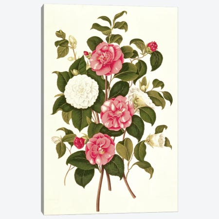 Camellia  Canvas Print #BMN239} by English School Canvas Art Print