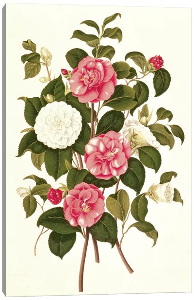 Camellia  Canvas Art Print