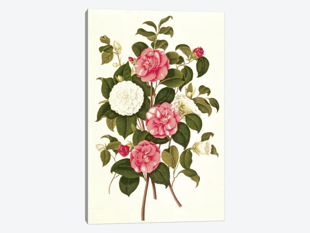 Camellia  1-piece Canvas Art