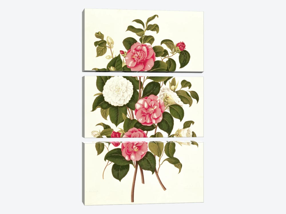 Camellia  3-piece Canvas Art