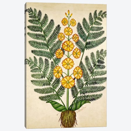 Fern with yellow flowers, plate from a seed merchants in Oisans  Canvas Print #BMN2400} by French School Canvas Art