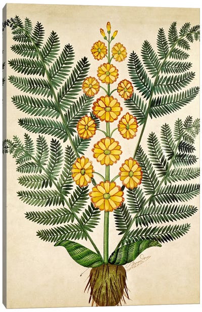 Fern with yellow flowers, plate from a seed merchants in Oisans  Canvas Art Print - Fern Art