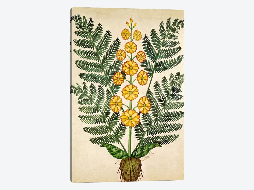 Fern with yellow flowers, plate from a seed merchants in Oisans  by French School 1-piece Canvas Artwork