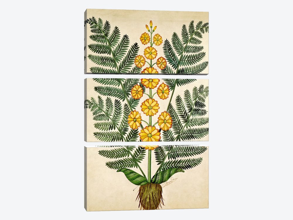 Fern with yellow flowers, plate from a seed merchants in Oisans  by French School 3-piece Canvas Wall Art