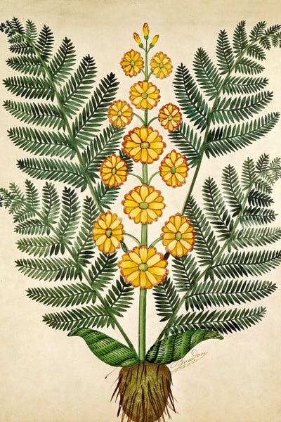 Ferns: Fern with yellow flowers, plate from a seed merchants in Oisans  by French School