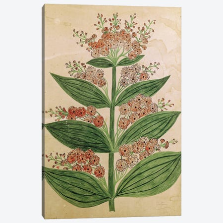 Gentian with imaginary flowers, plate from a seed merchants in Oisans  Canvas Print #BMN2401} by French School Canvas Artwork