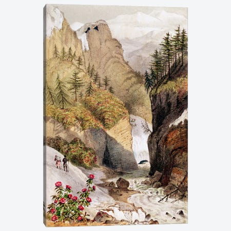 Rhododendrons: Blossom in the snow beds, from Hooker's Journal, 1854 Canvas Print #BMN248} by Unknown Artist Canvas Artwork