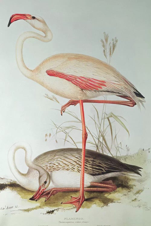 Flamingo