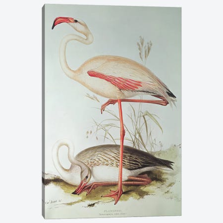 Flamingo Canvas Print #BMN250} by Edward Lear Canvas Art Print