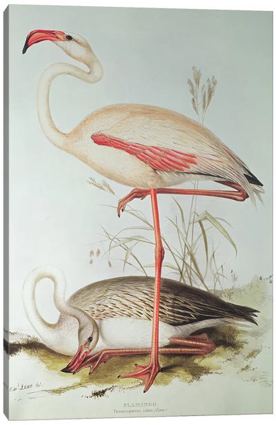 Flamingo Canvas Art Print - Edward Lear