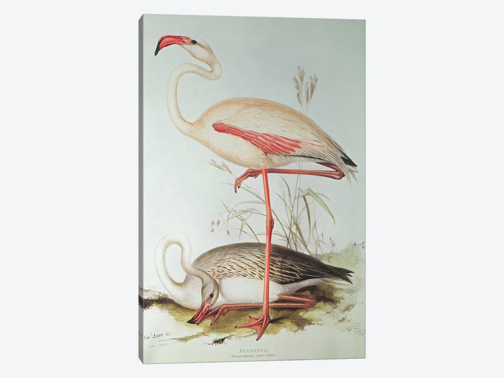 Flamingo by Edward Lear 1-piece Canvas Print