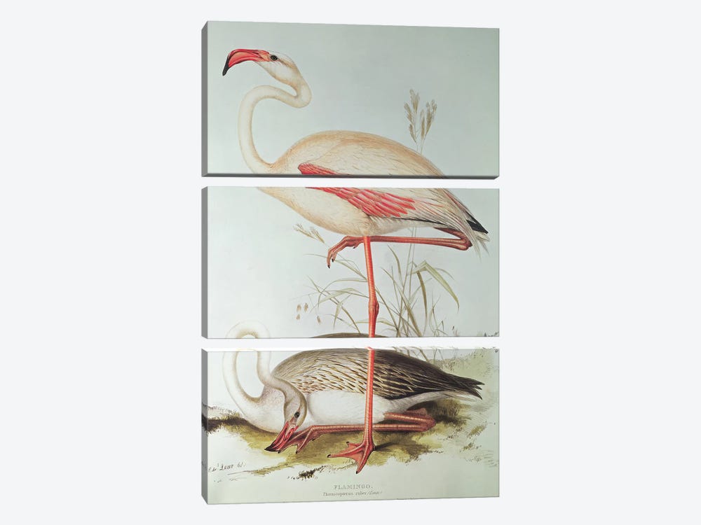 Flamingo by Edward Lear 3-piece Canvas Art Print
