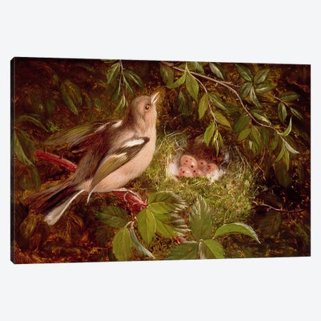 A Chaffinch at its Nest, 1877  Canvas Print #BMN2515} by William Hughes Canvas Art Print