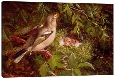 A Chaffinch at its Nest, 1877  Canvas Art Print