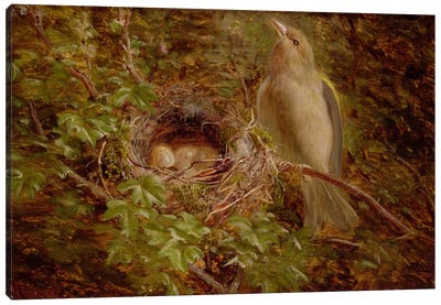 A Greenfinch at its Nest, 1877  Canvas Art Print