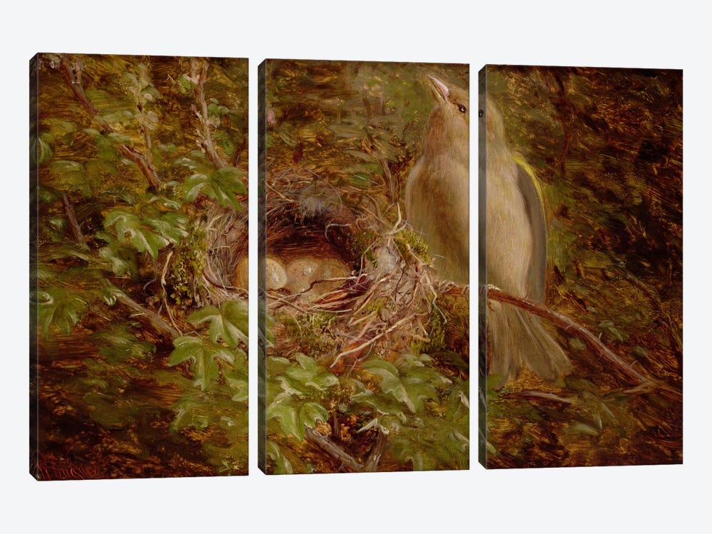 A Greenfinch at its Nest, 1877  by William Hughes 3-piece Canvas Artwork