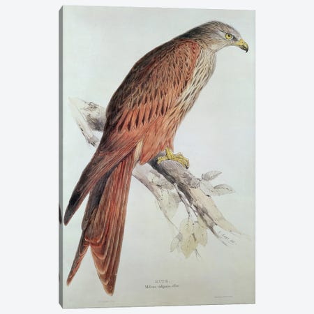Kite Canvas Print #BMN251} by Edward Lear Art Print