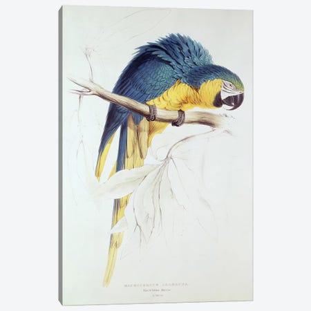 Blue and yellow Macaw  Canvas Print #BMN252} by Edward Lear Canvas Print
