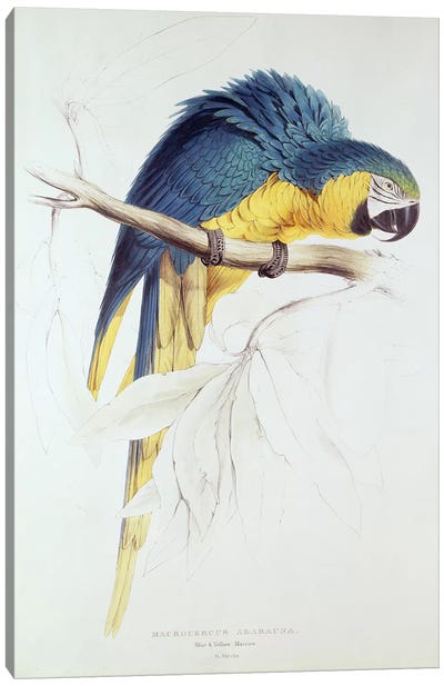 Blue and yellow Macaw  Canvas Art Print