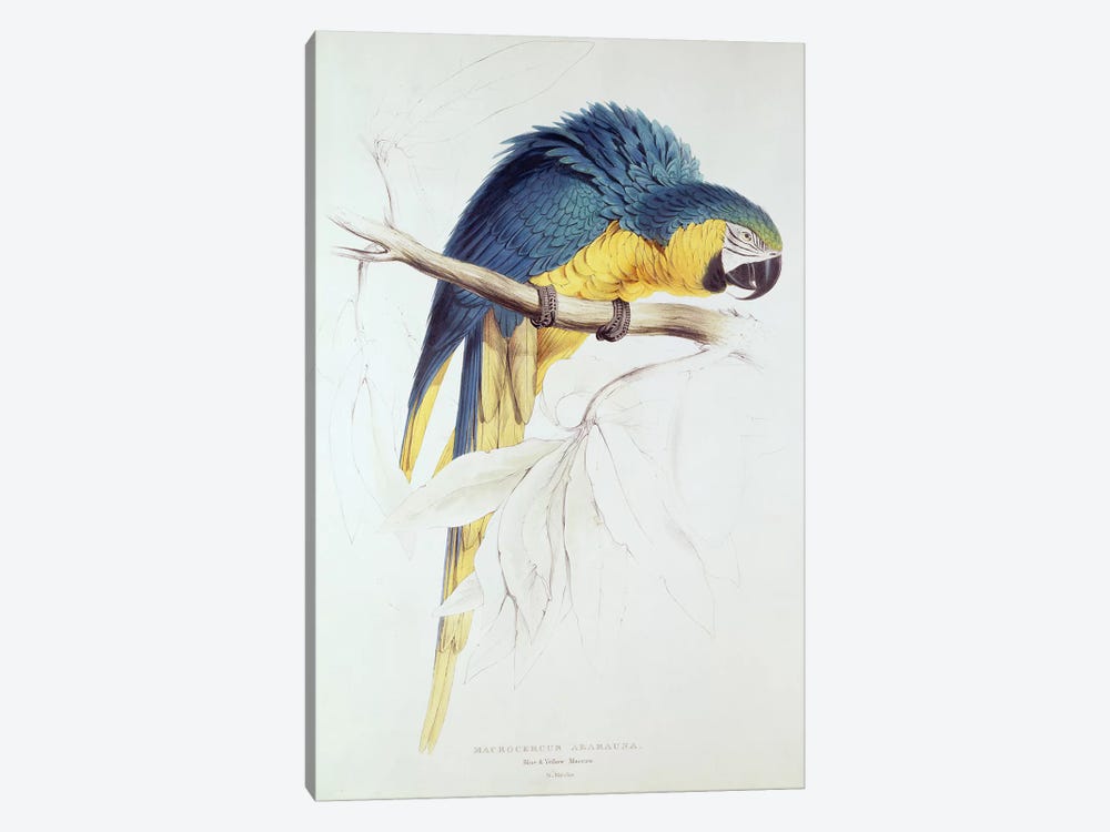 Blue and yellow Macaw  by Edward Lear 1-piece Canvas Print