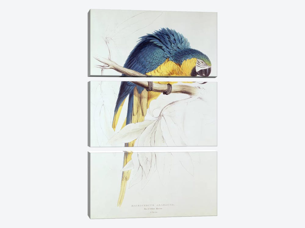 Blue and yellow Macaw  by Edward Lear 3-piece Canvas Art Print